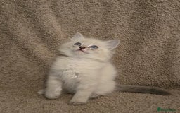 Mixed Breed cats for sale: Blue point and blue lynx ragdoll kittens - Image 1
