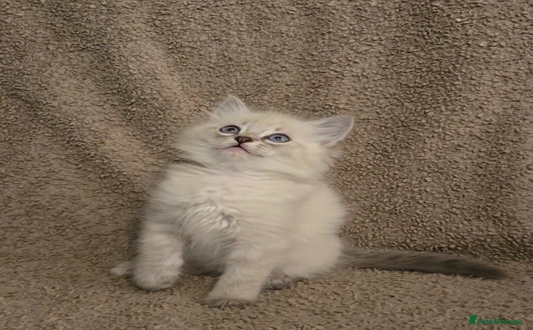 Mixed Breed cats - Advert 1