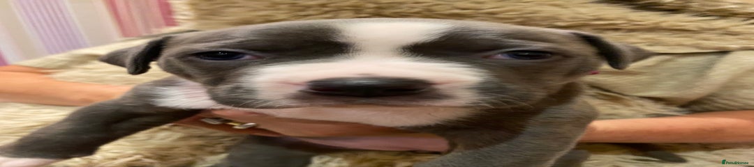 Staffordshire Bull Terrier Puppy 4