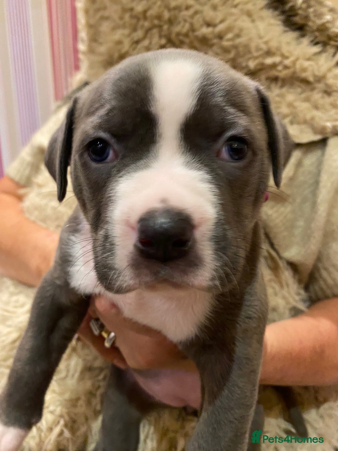 Staffordshire Bull Terrier dogs for sale: 7 staffy cross puppy’s ready for  ** !!! - Advert 5