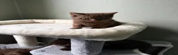 British Shorthair cats for sale: Our Beautiful British Shorthair Kittens - Advert 25