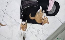 Mixed Breed cats for sale: Beautiful Kittens  - Image 10