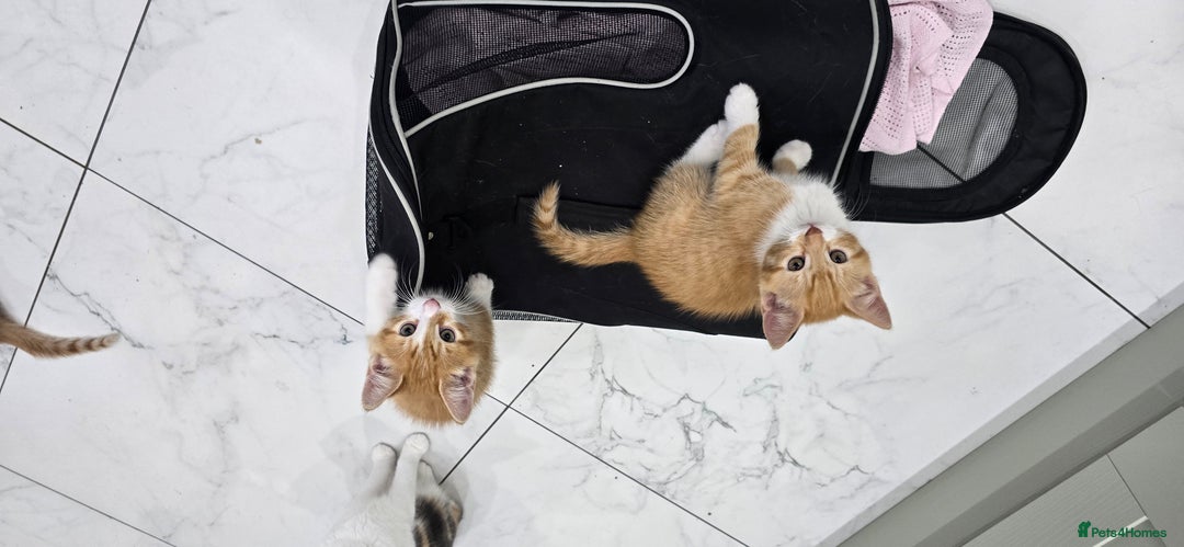 Mixed Breed cats for sale: Beautiful Kittens  - Image 10