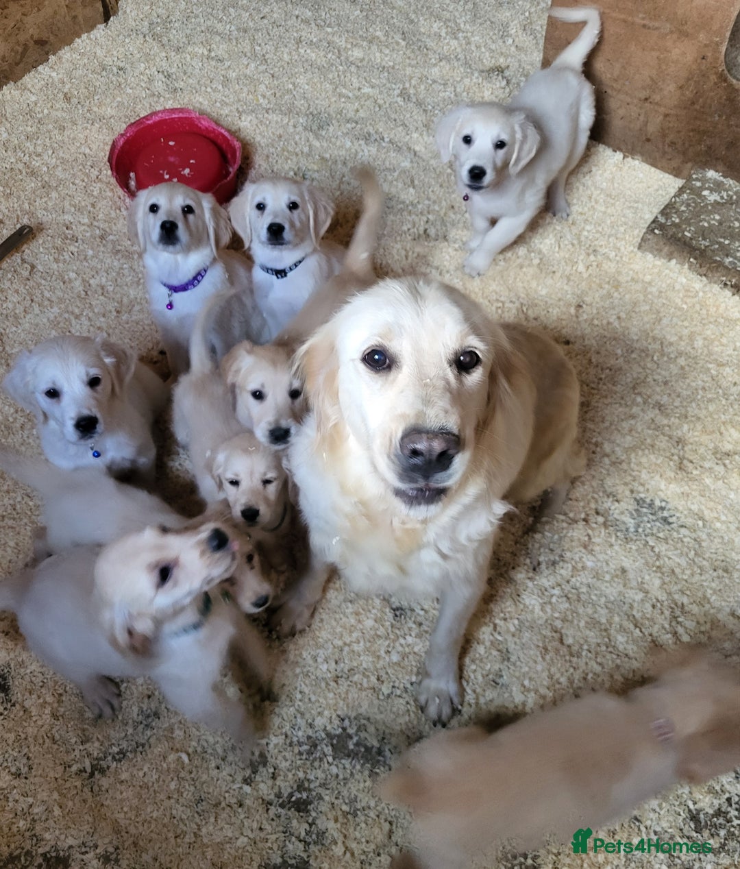Golden Retriever dogs for sale: Golden retriever puppies KC REGISTERED  - Image 1