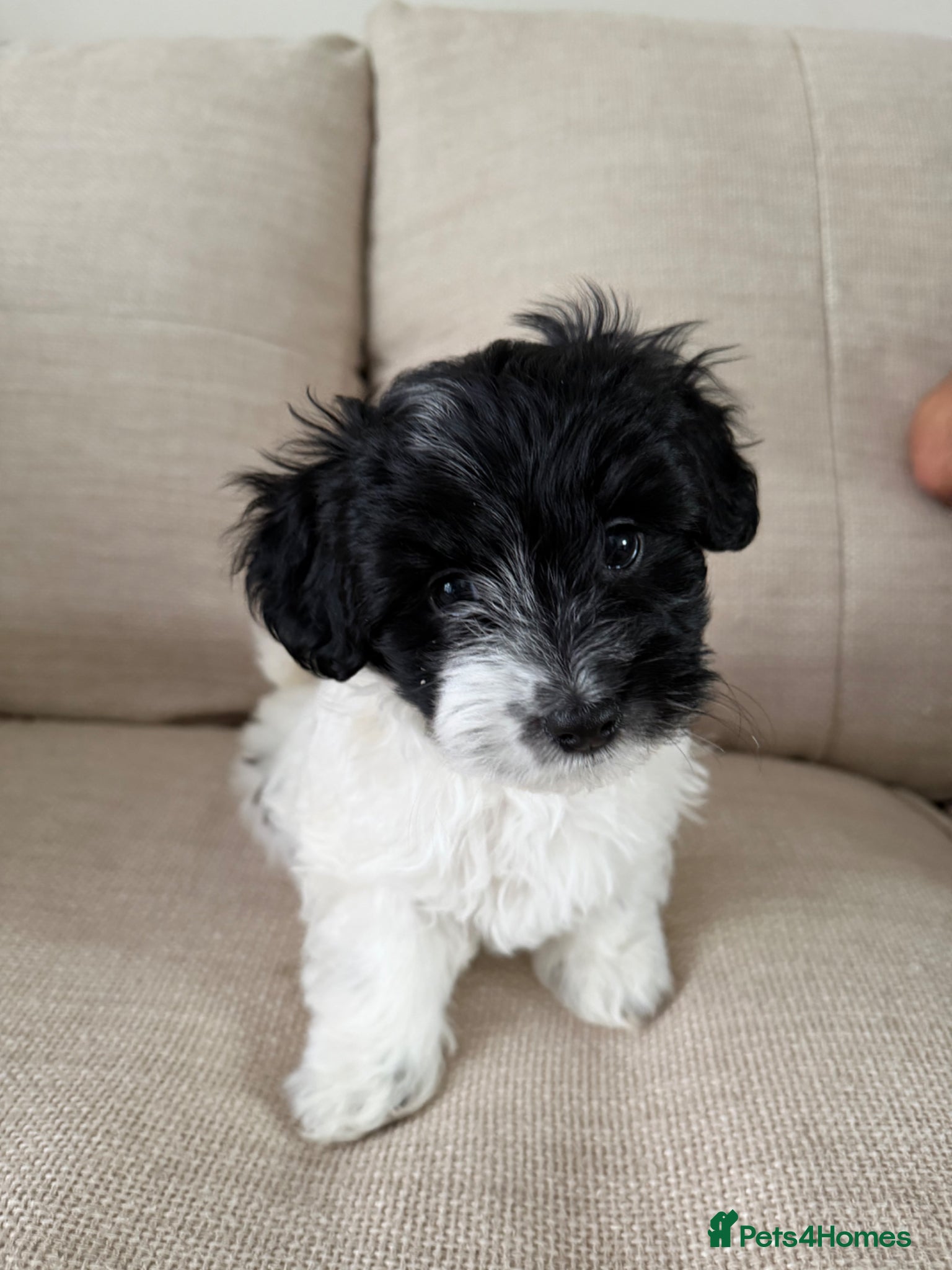 Maltipoo dogs 1 girl left! Beautiful Litter of Four Puppies - Advert 1