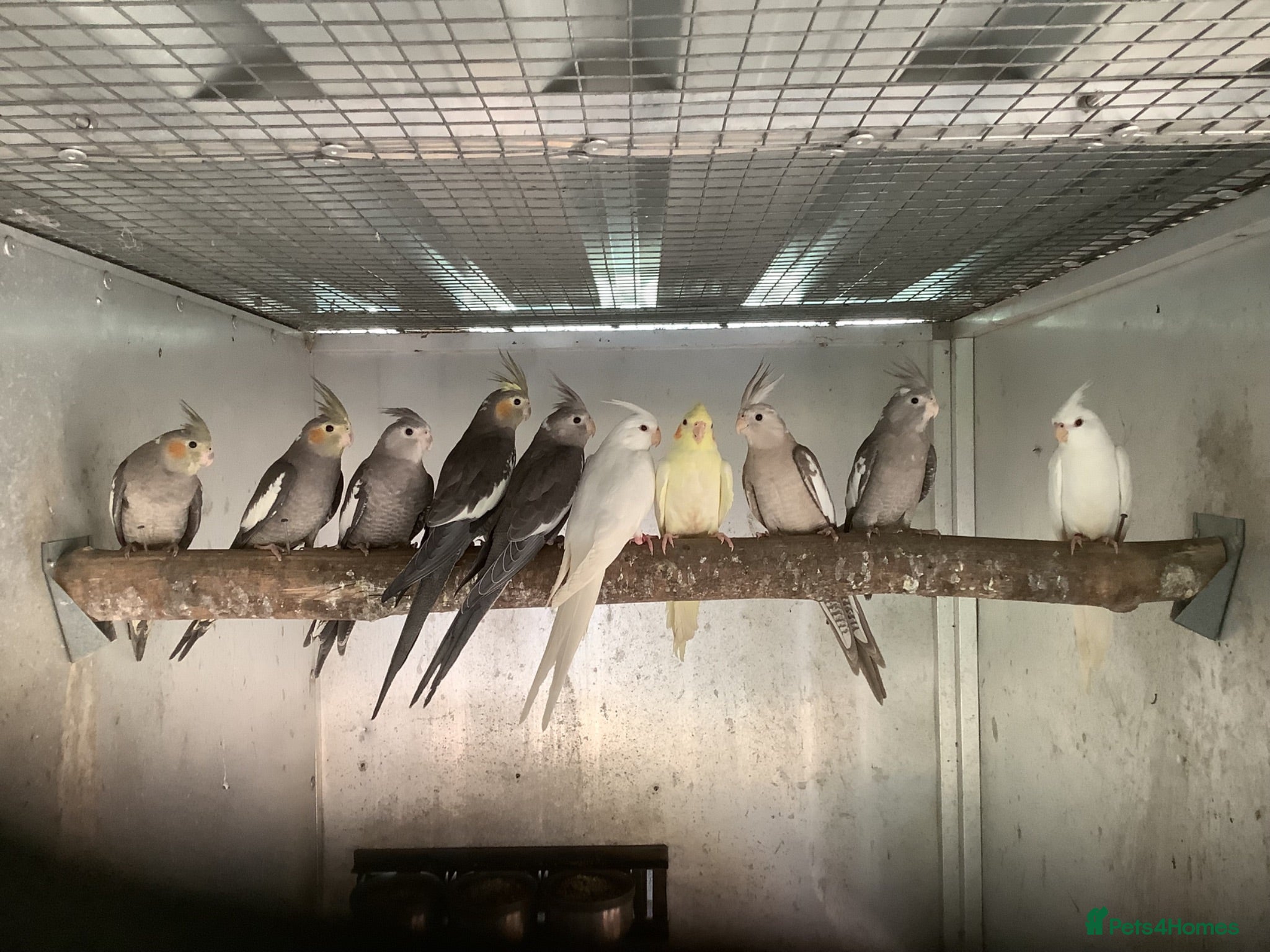 Cockatiels birds  2026 Young cockatiels - whiteface /Albino  - Advert 5