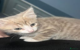 British Shorthair cats for sale: Lovely British shorthair  - Image 12