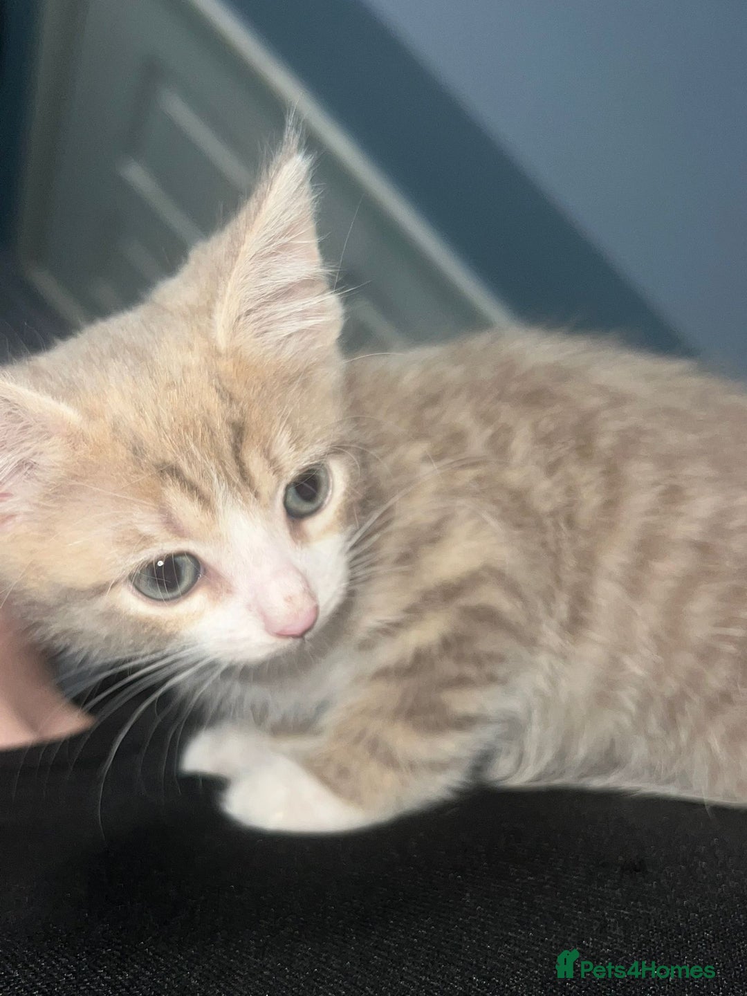 British Shorthair cats for sale: Lovely British shorthair  - Image 12