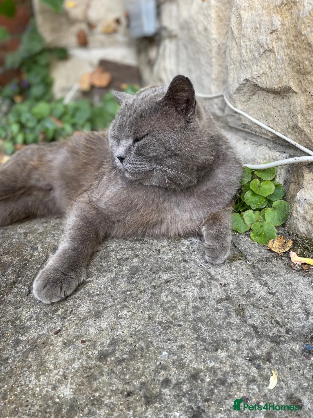 British Shorthair cats for sale: Scottish fold  in Reading - Advert 2