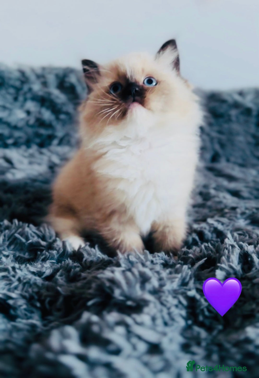 Ragdoll cats for sale: 🩷🐾Tica full Pedigree🐾EU Ragdoll 🐱🐾DNA Clear - Advert 26