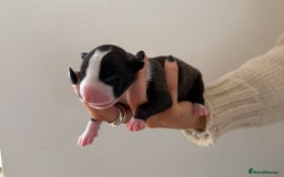 English Bull Terrier dogs for sale: Champion line EBT Puppies - Image 8