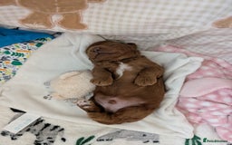 Cavapoo dogs for sale: F1B Deep Fox Red High Quality DNA Clear Puppy  - Image 14