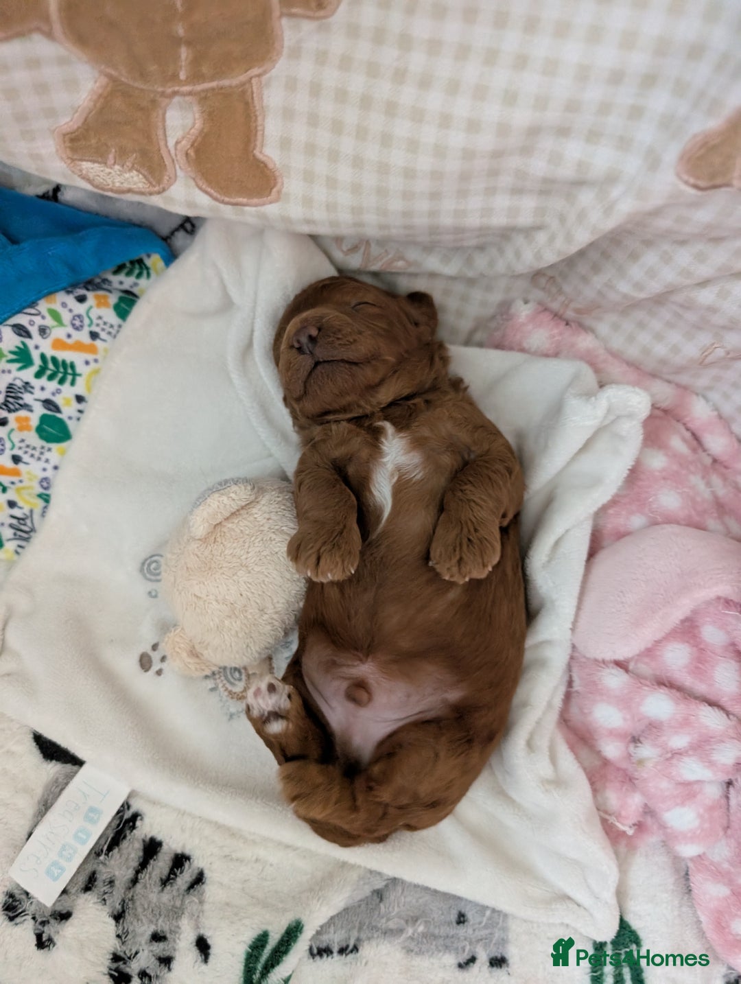 Cavapoo dogs for sale: F1B Deep Fox Red High Quality DNA Clear Puppy  - Image 14