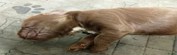 Sprocker dogs for sale: F1 sprocker puppies - Advert 9