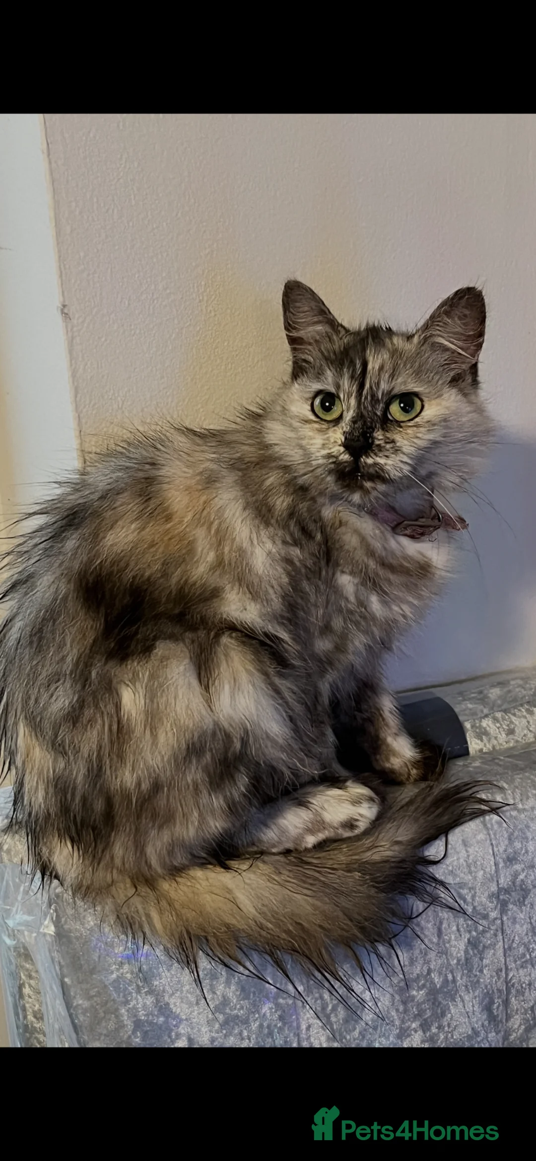 Maine Coon cats for sale: 3/4 Maine coon kittens  - Advert 2