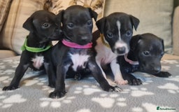 Italian Greyhound dogs for sale: Italian greyhounds - Image 1