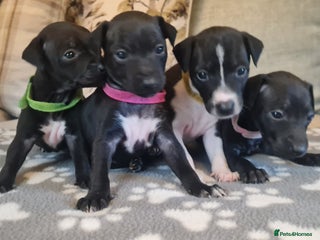 Italian Greyhound dogs - Advert 3