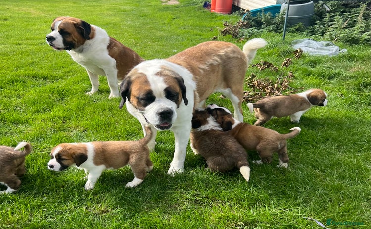 Saint Bernard dogs - Advert 3