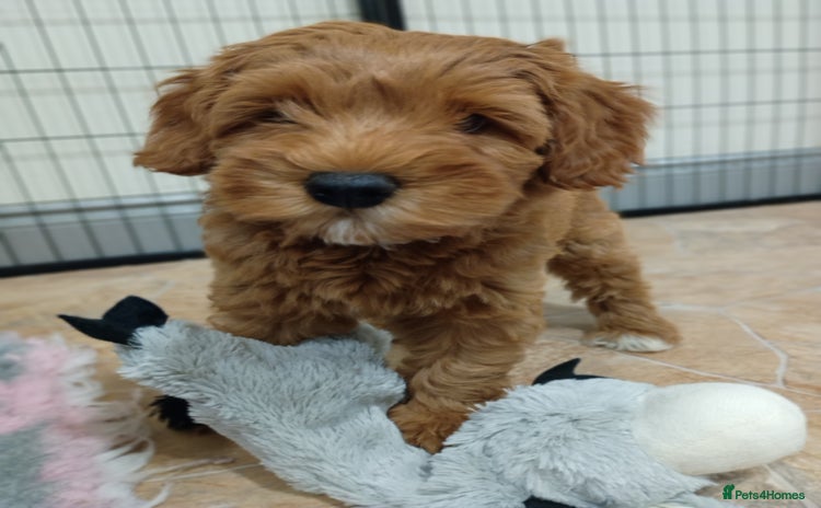 Australian Labradoodle dogs - Advert 2