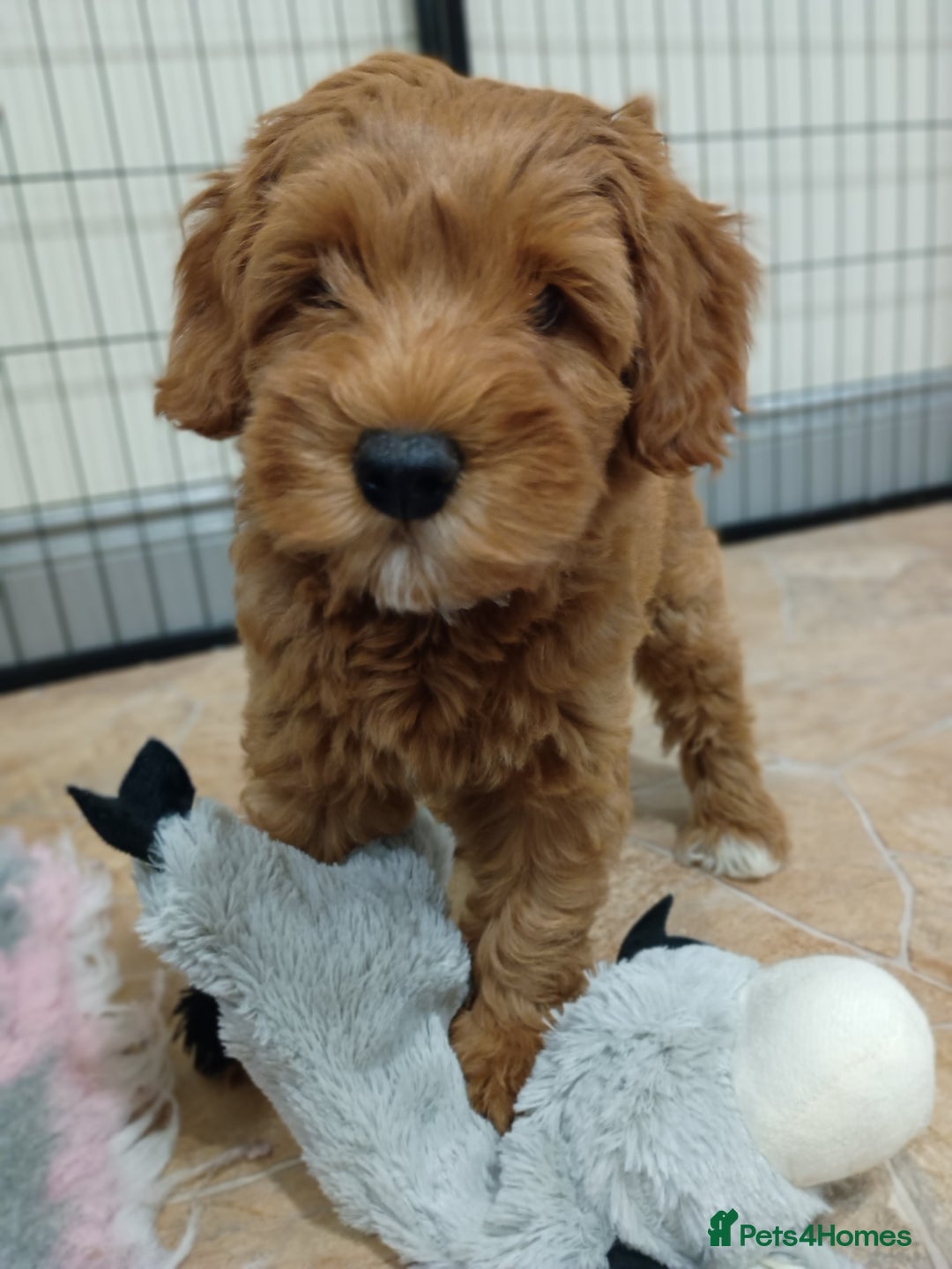 Australian Labradoodle dogs for sale: Miniature Australian labradoodle pups 100% Pure  - Image 1
