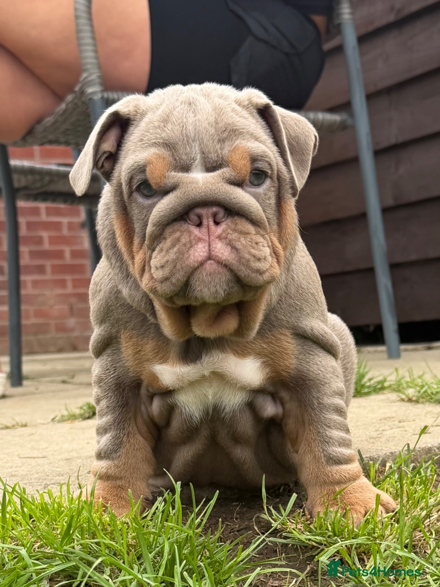 English Bulldog dogs Top Tier KC English Bulldog Puppies🐶 - Advert 1