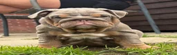 English Bulldog dogs for sale: Gorgeous KC English Bulldog Puppies🐶 - Advert 4