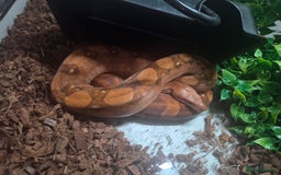 Boa Snake reptiles for sale: Central american dwarf boa constrictor  - Image 2