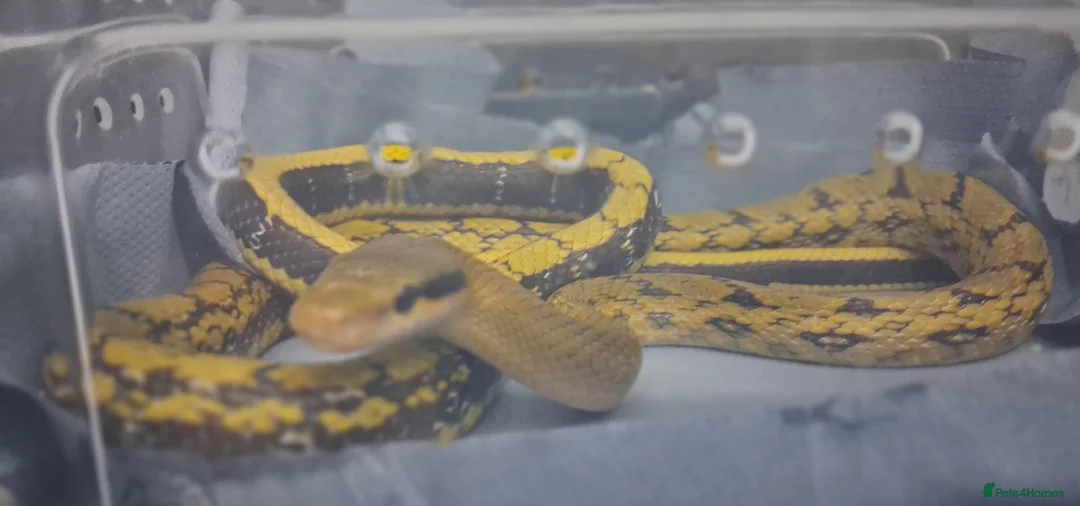 Rat Snake reptiles for sale: Taiwanese beauty snake DH For Albino - Calico  - Advert 4