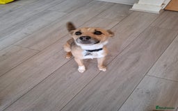 Patterjack dogs for sale: 2 year old Patterjack - Image 1