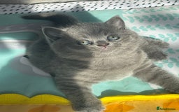 British Shorthair cats for sale: ✨Beautiful British Shorthair Kittens ✨ - Image 9