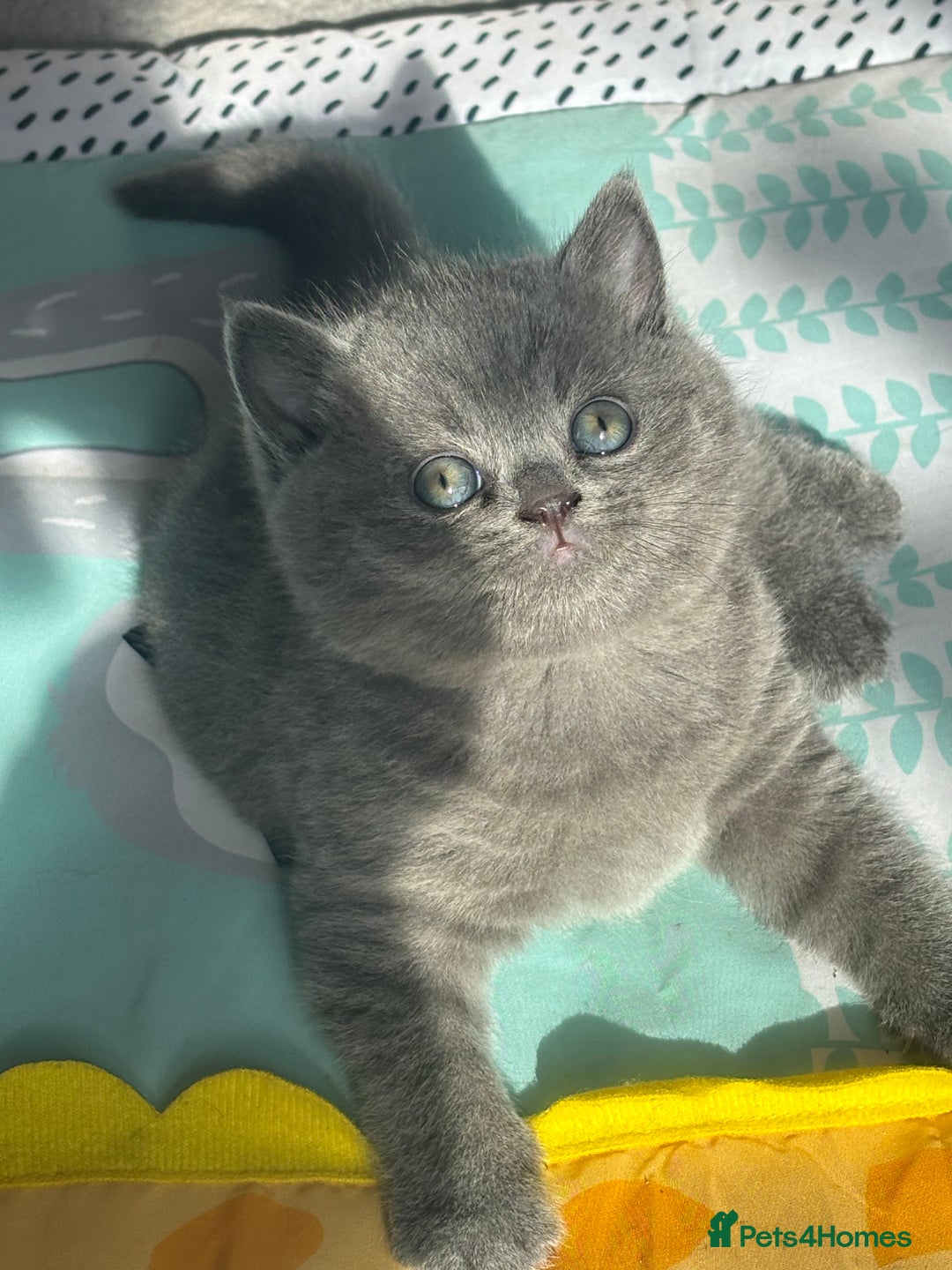 British Shorthair cats for sale: ✨Beautiful British Shorthair Kittens ✨ - Image 9