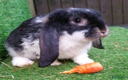 French Lop rabbits for sale: Giant French Lop Planned Litters - Vaccinated   - Image 21