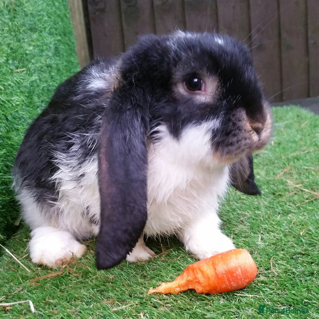 French Lop rabbits for sale: Giant French Lop Planned Litters - Vaccinated   - Image 21