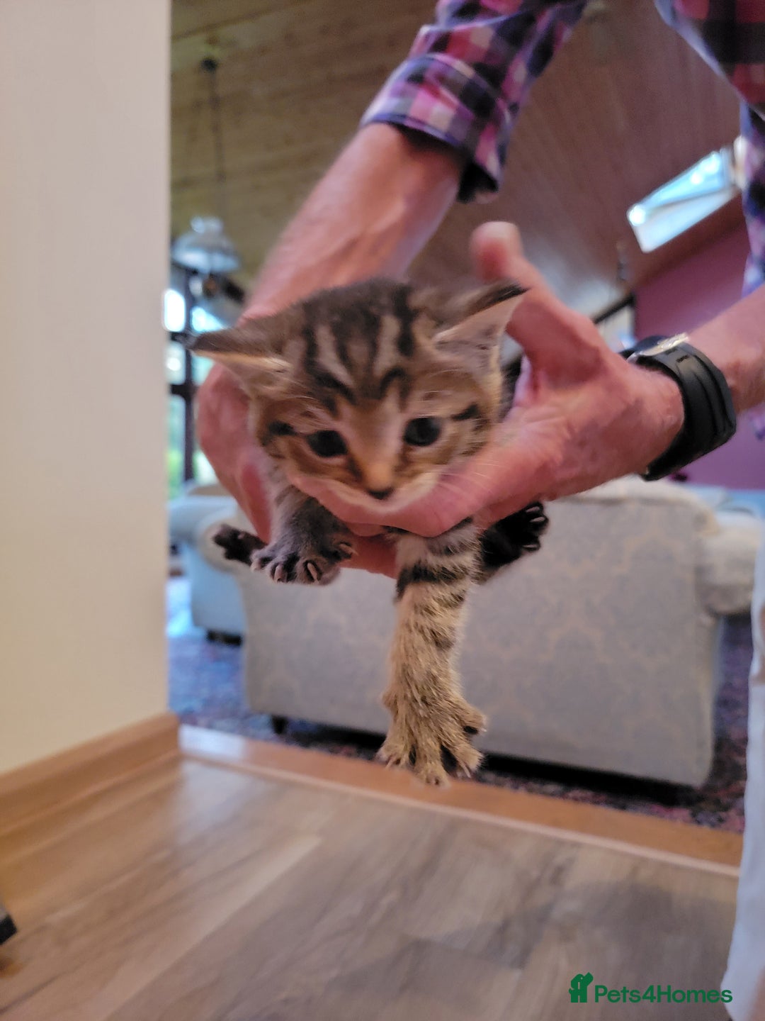Mixed Breed cats for sale: Beautiful kittens for sale - Image 7