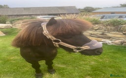 Shetland pony horses for sale: Miniature Shetland  - Image 1