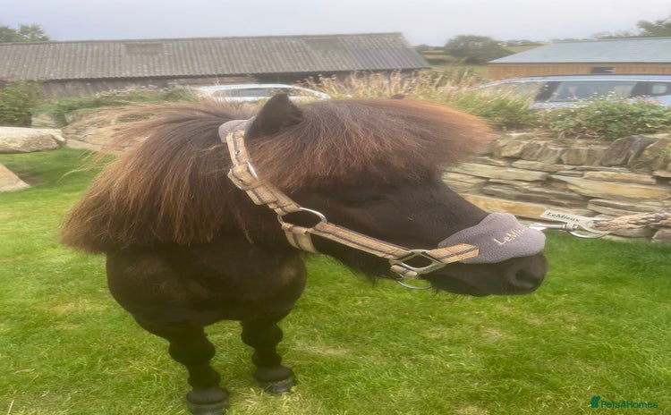 Shetland pony horses - Advert 4