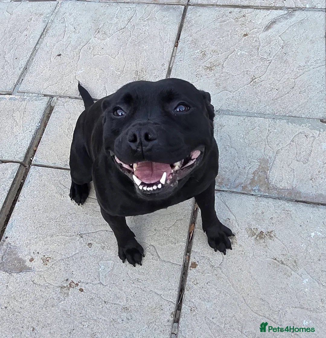 Staffordshire Bull Terrier dogs for stud: BLACK, Health tested kc registered STAFFORD STUD - Advert 8