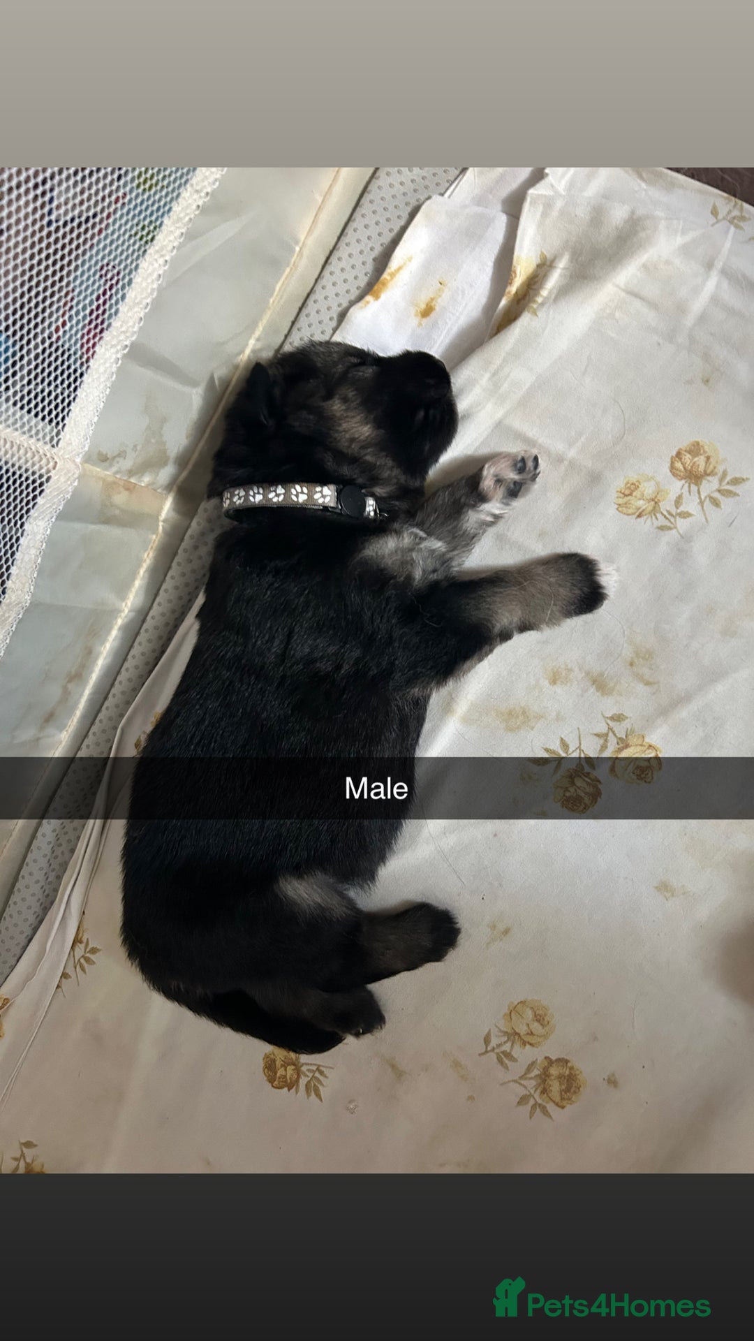 German Shepherd dogs for sale: 10 Germans Shepherd Puppys - Image 2