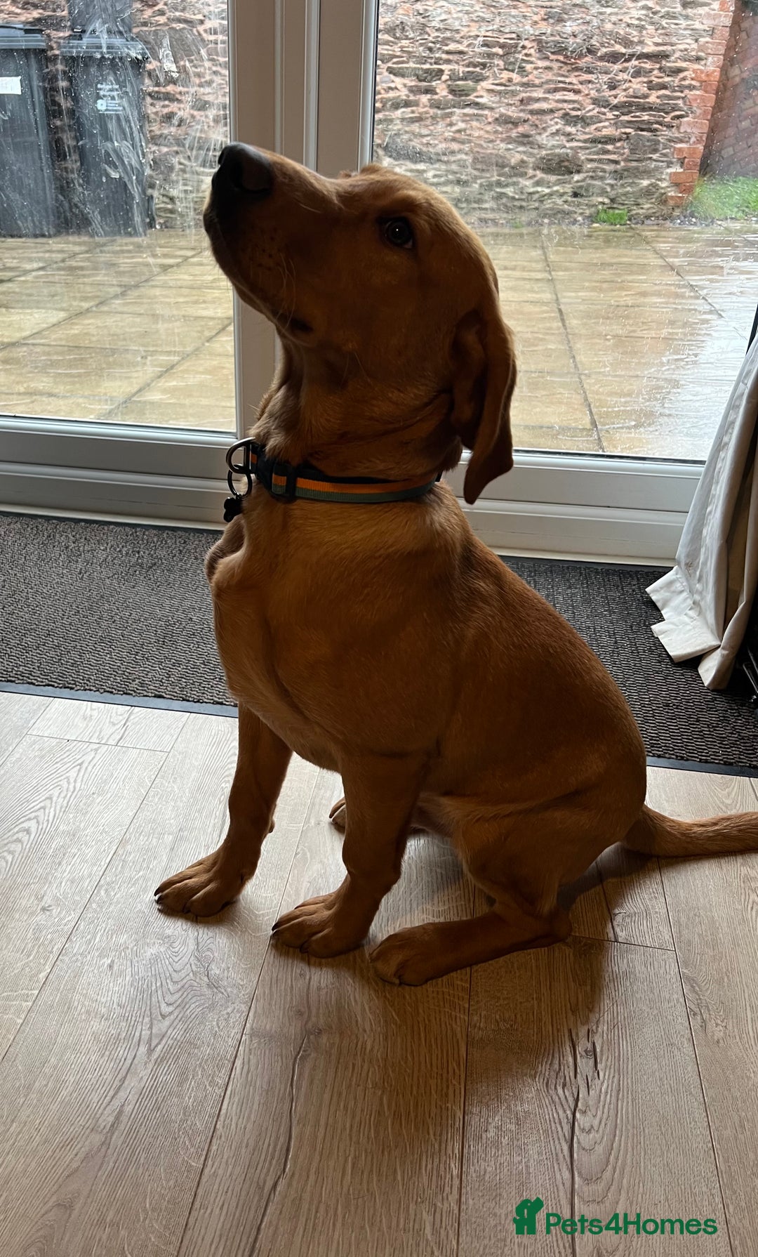 Labrador Retriever dogs for sale: 2 Beautiful Fox red pups for a loving family. - Advert 7