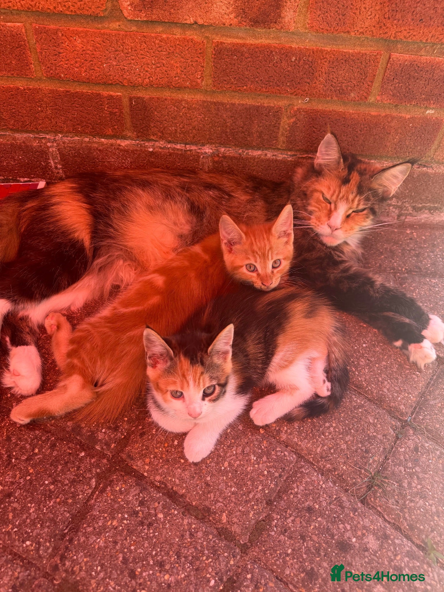 Maine Coon cats TORTOISESHELL MAINE COON X KITTENS - Advert 10