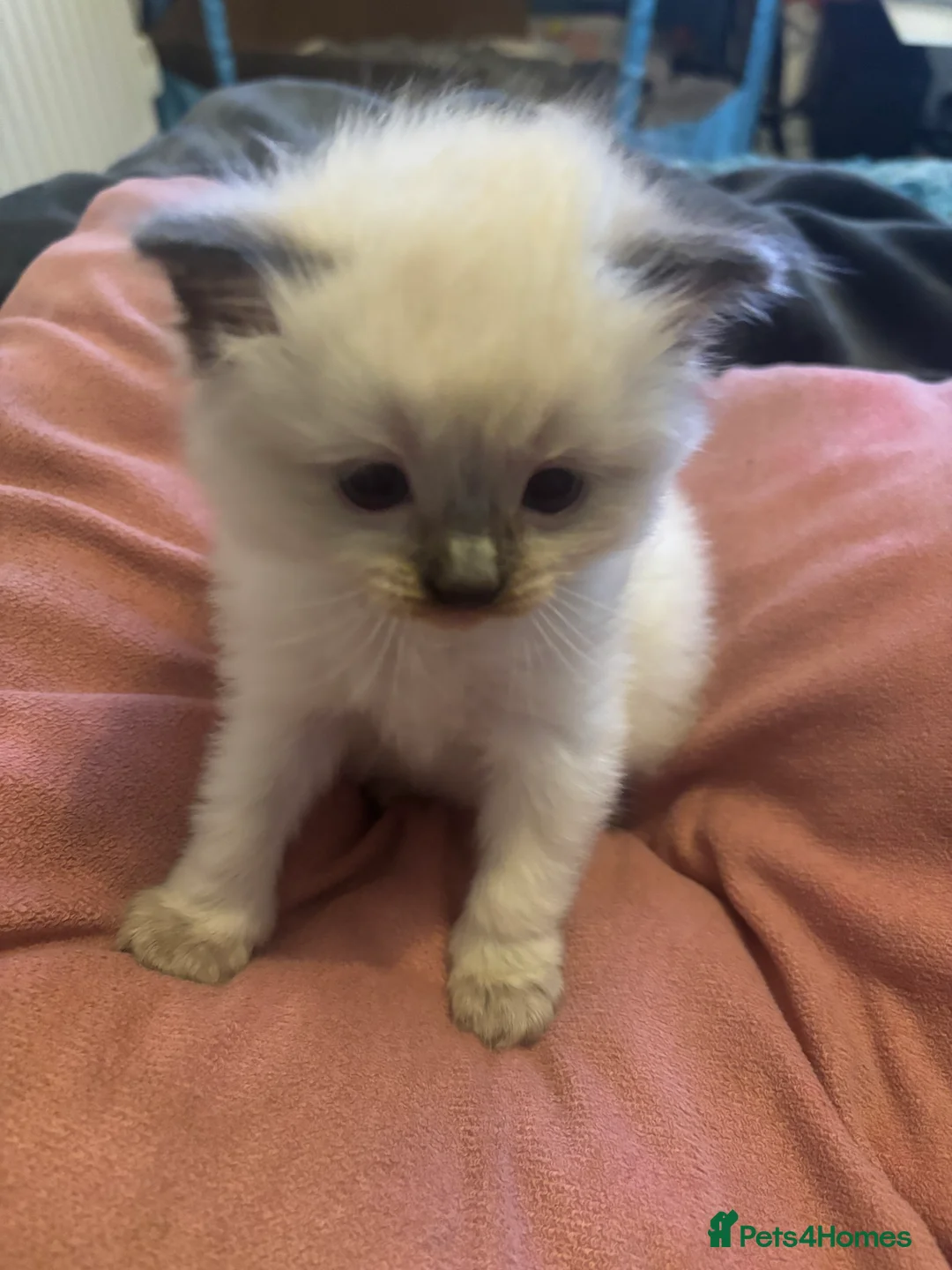 Ragdoll cats for sale: Beautiful ragdoll kittens  - Advert 8