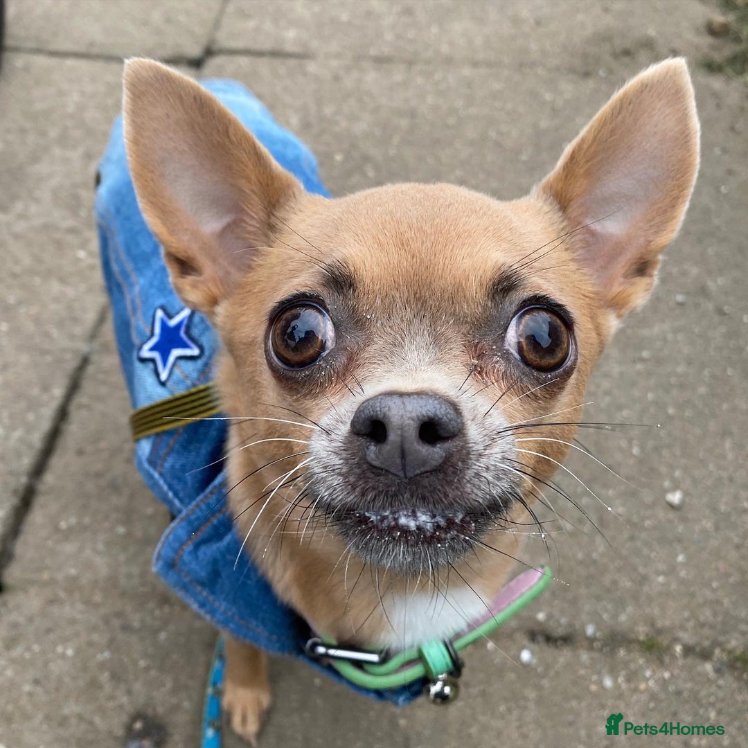 Chihuahua dogs for sale: Chihuahua Adult Female  - Image 8