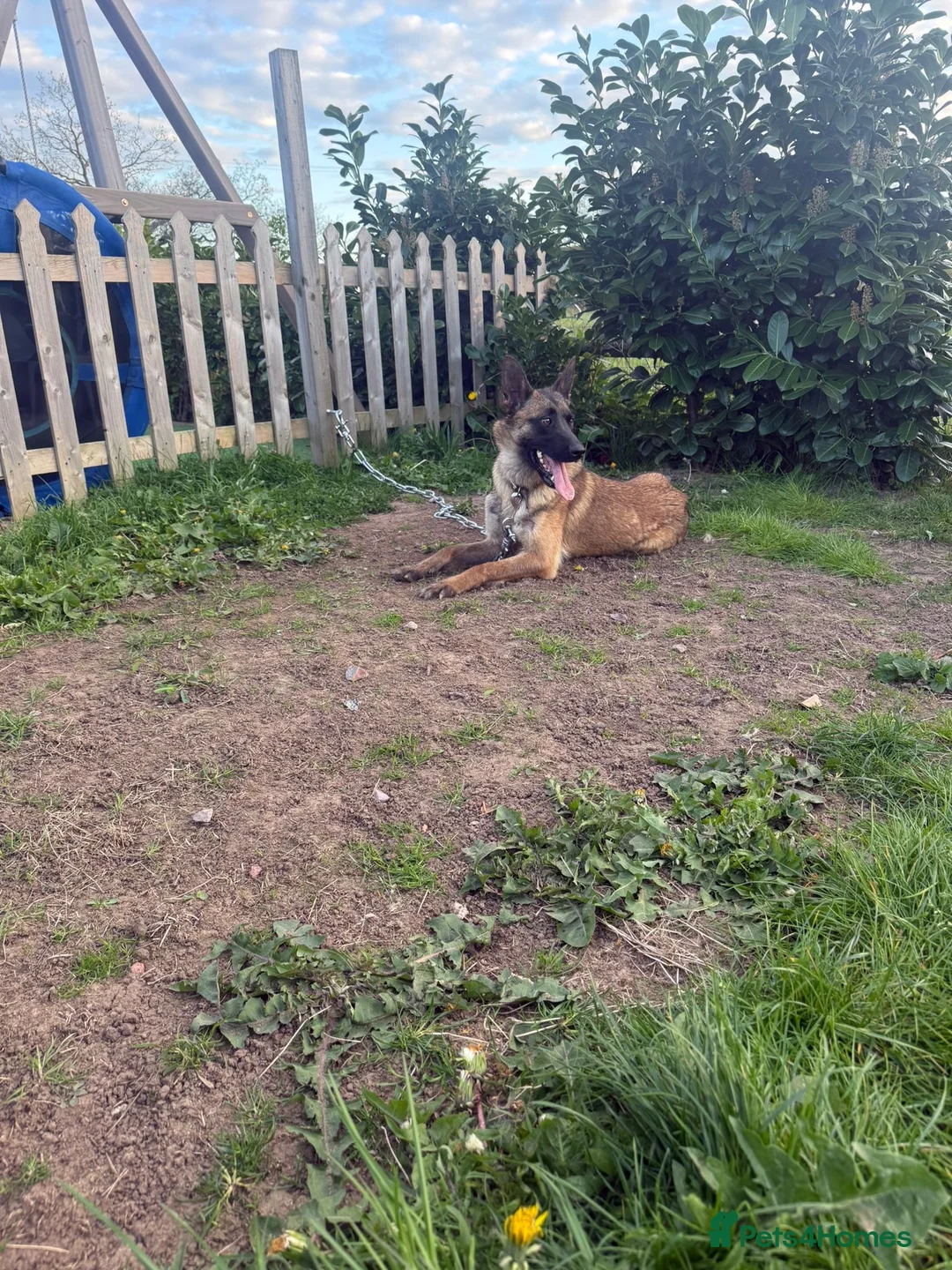 Belgian Shepherd Dog dogs for sale: Two Belgian malinois sisters for sale  in Studley - Advert 1
