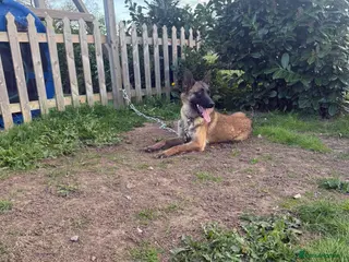 Belgian Shepherd Dog dogs Two Belgian malinois sisters for sale - Advert 5