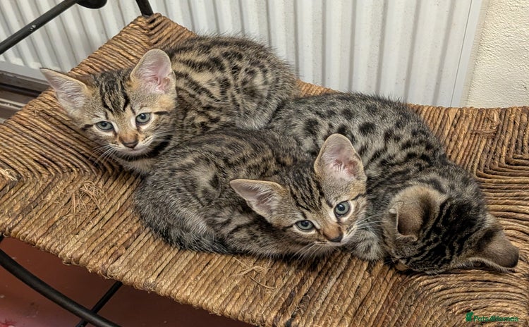 Bengal cats - Advert 3