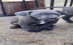 Cane Corso dogs for sale: Stunning Blue Cane Corso Puppies  - Image 3