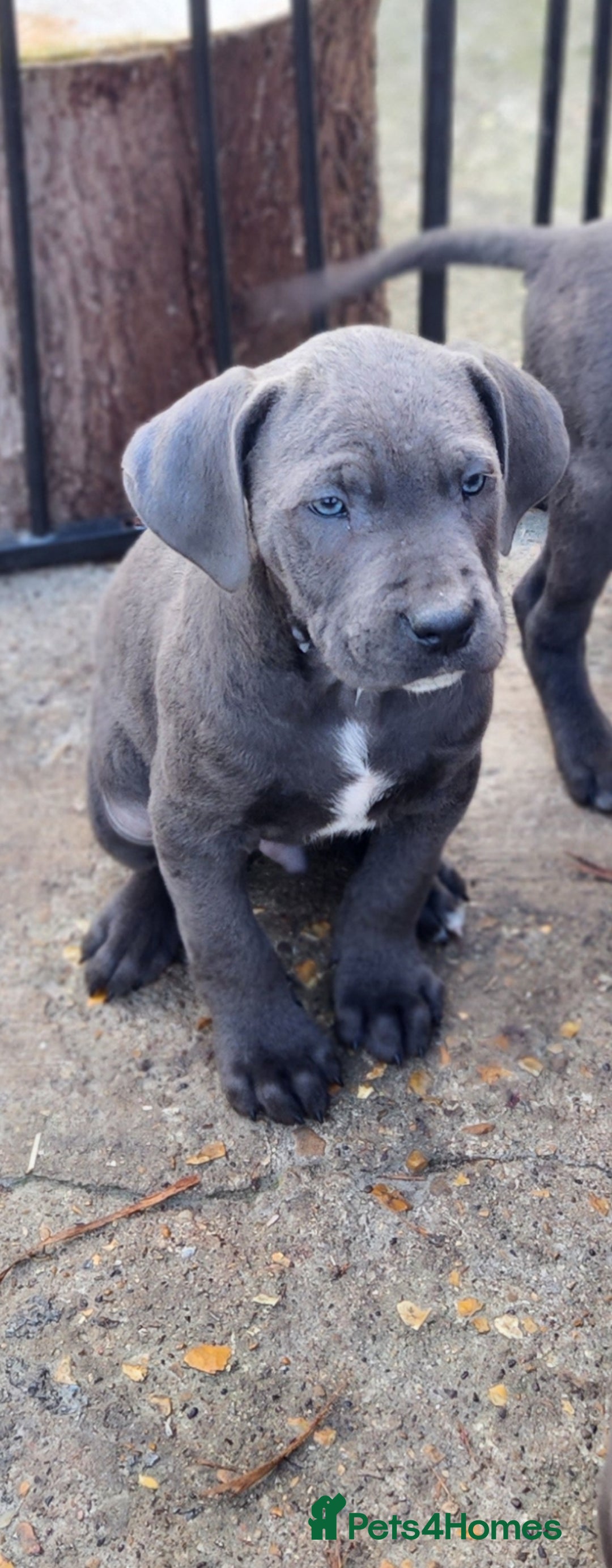 Cane Corso dogs for sale: Stunning Blue Cane Corso Puppies  - Image 3