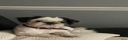 Shih Tzu dogs for stud: Kc registered Shih Tzu stud - Advert 3