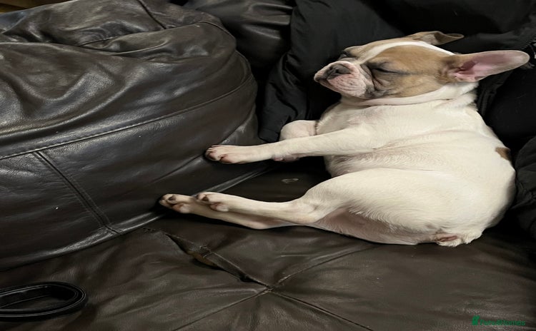 French Bulldog dogs - Advert 7