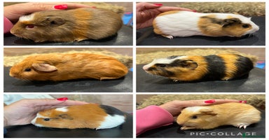 Guinea Pig rodents - Advert 16